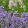 Lavandula angustifolia 'Grannys Bouquet' -- Lavendel